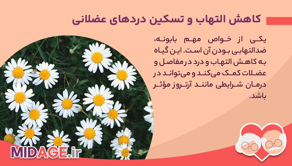 معرفی فواید مصرف بابونه در میانسالی