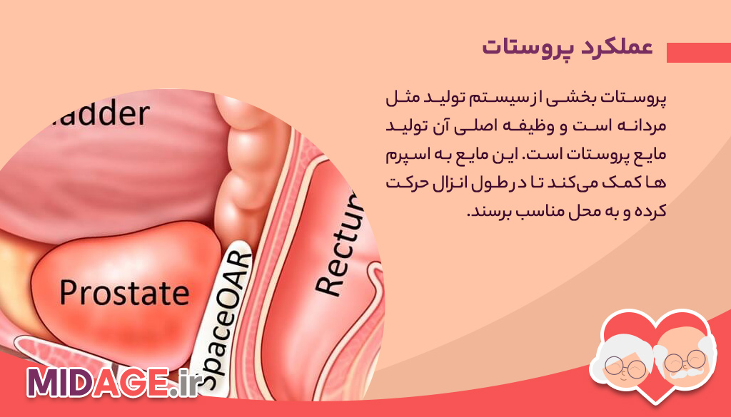 بیماری پروستات در مردان چیست و چرا به آن مبتلا می شویم؟