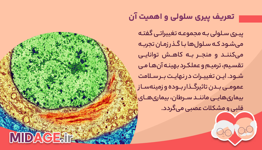 اثرات تغذیه بر پیری سلولی: کلیدی برای حفظ جوانی و سلامت بدن