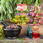 استفاده از گیاهان دارویی در بهبود سلامت سالمندان