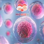 سلول های بنیادی در پیری: کلید بازسازی و سلامت سالمندان