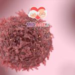 القای اتوفاژی توسط ترکیبات طبیعی: مکانیسم‌ها، کاربردها و مزایا