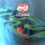 اختلال میتوکندری در سندرم متابولیک در میانسالی