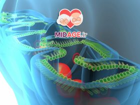 اختلال میتوکندری در سندرم متابولیک در میانسالی