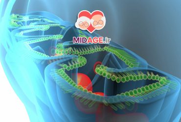 اختلال میتوکندری در سندرم متابولیک در میانسالی