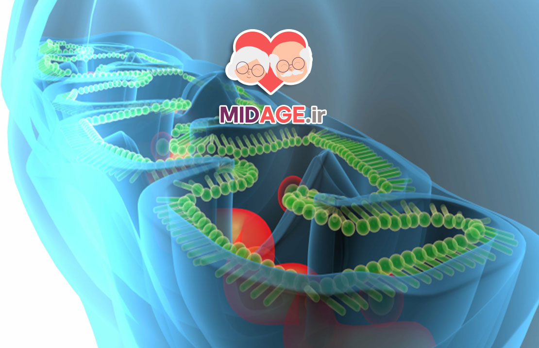 اختلال میتوکندری در سندرم متابولیک در میانسالی