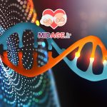 مسیرهای مولکولی سیگنالینگ طول عمر: کلید درک فرآیند پیری و افزایش کیفیت زندگی