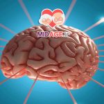 نقش آتروفی هیپوکامپ در اختلال حافظه