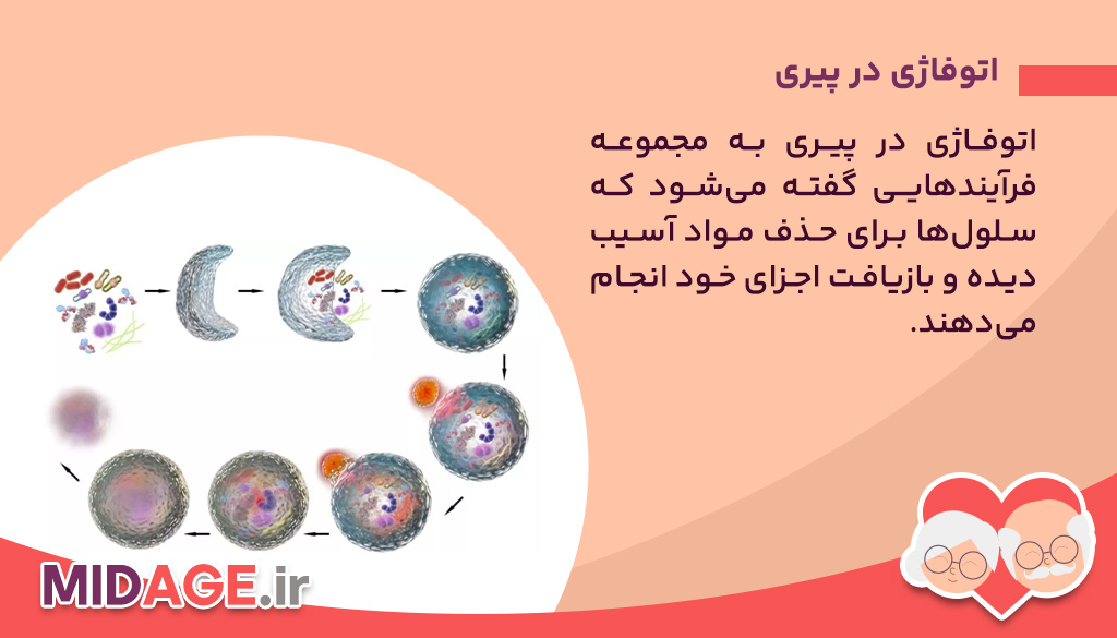 تعریف و اهمیت اتوفاژی در پیری