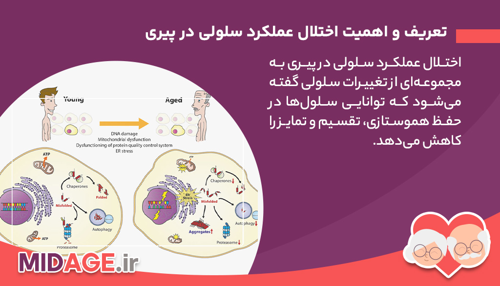 تعریف و اهمیت اختلال عملکرد سلولی در پیری