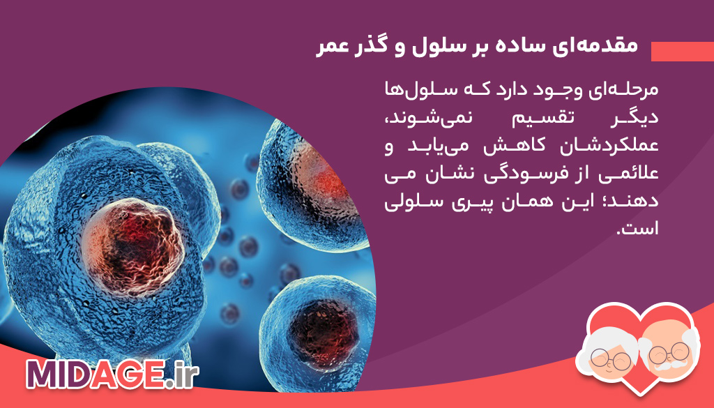 مقدمه‌ای ساده بر سلول و گذر عمر