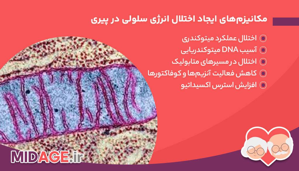 مکانیزم‌های ایجاد اختلال انرژی سلولی در پیری