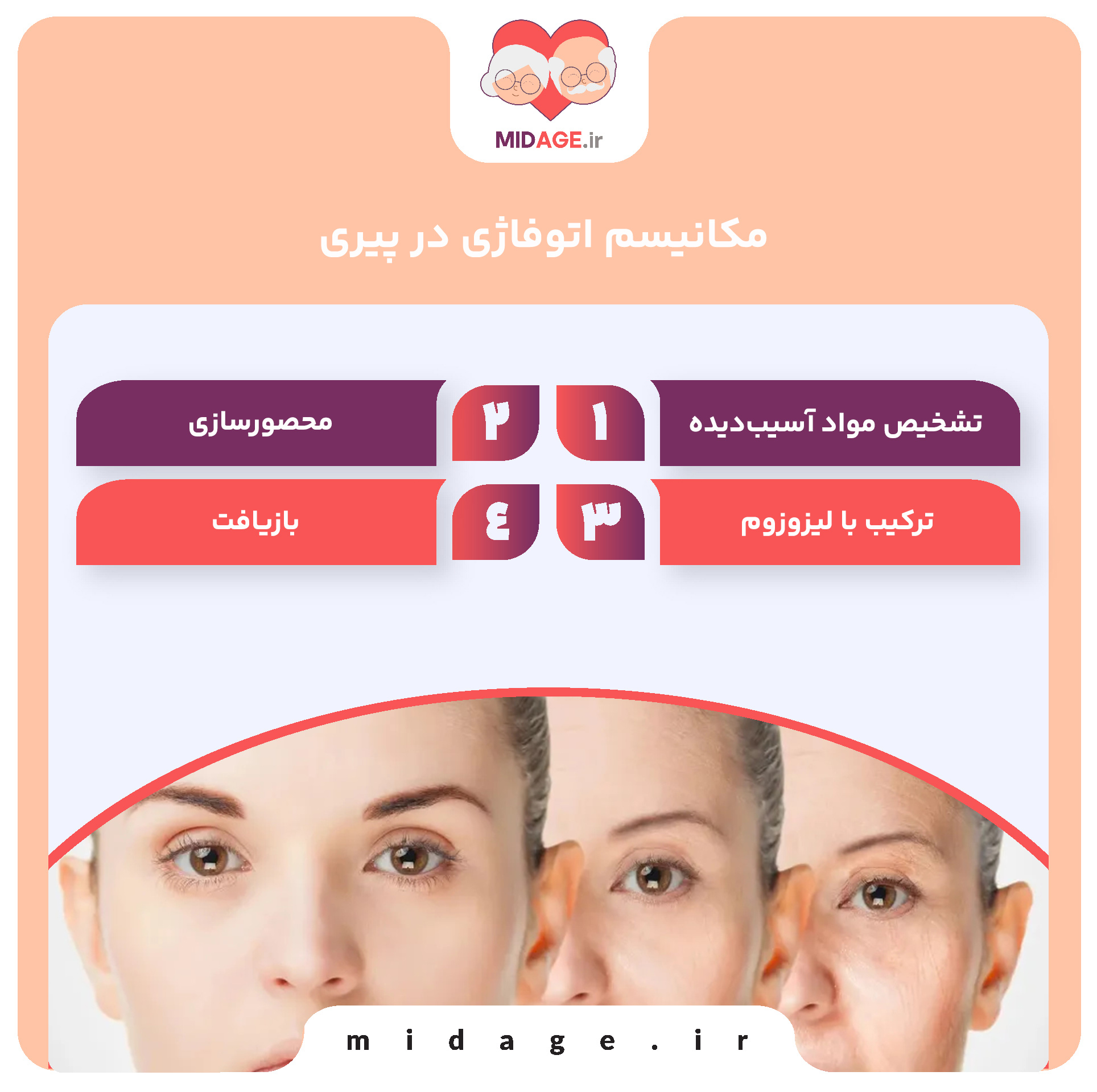 مکانیسم اتوفاژی در پیری