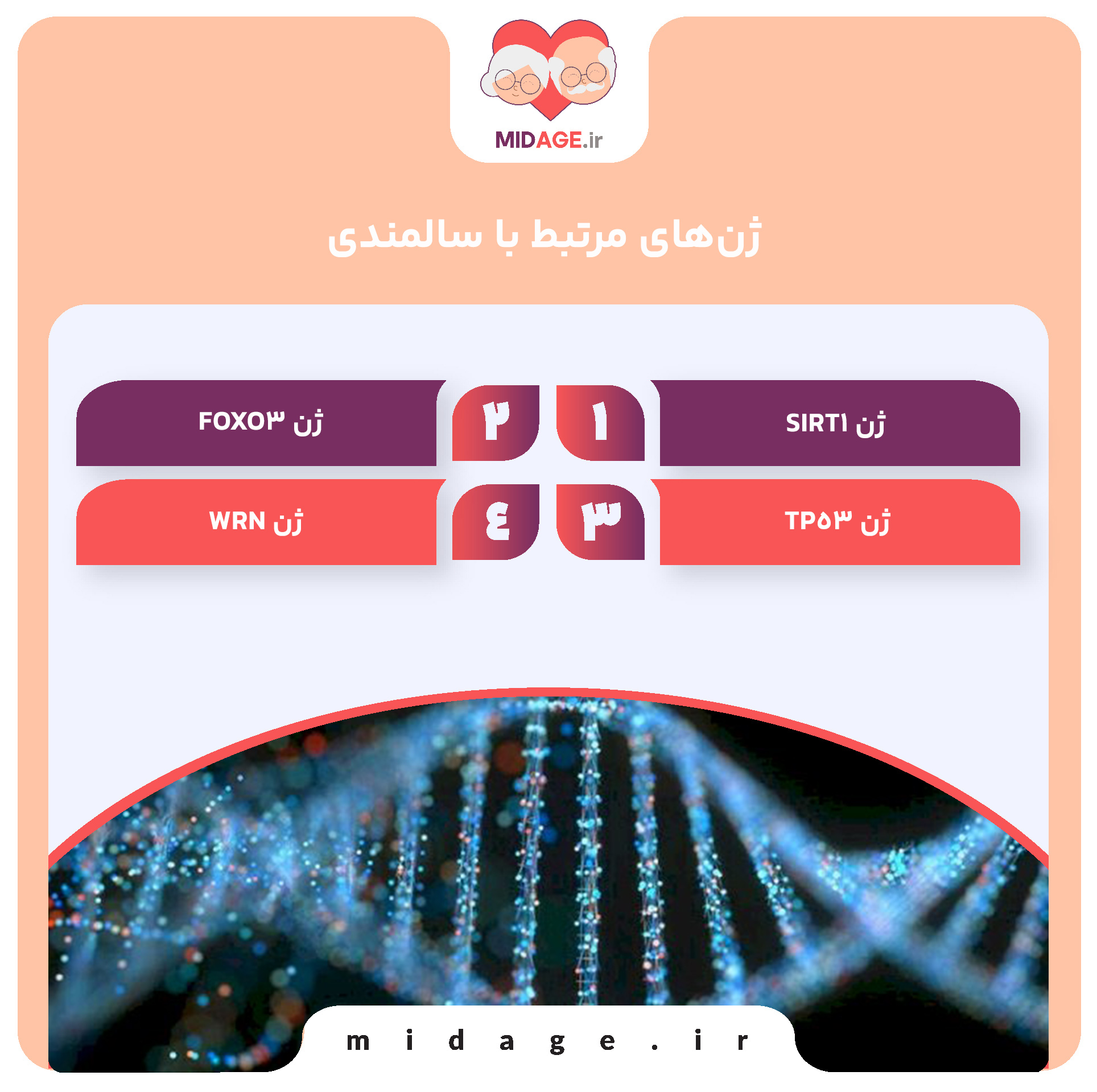 ژن‌های مرتبط با سالمندی