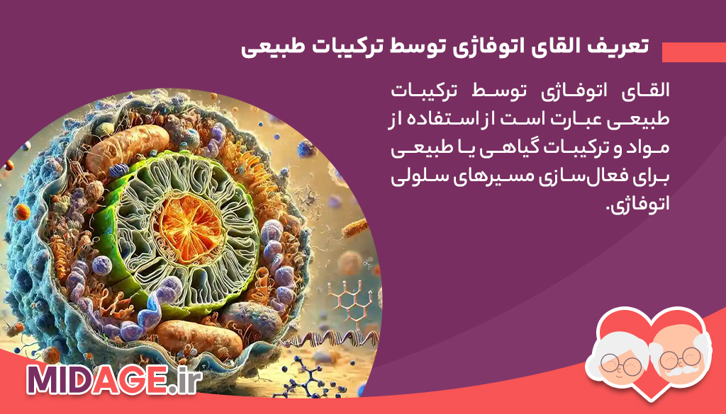 القای اتوفاژی توسط ترکیبات طبیعی: مکانیسمها، کاربردها و مزایا تعریف القای اتوفاژی توسط ترکیبات طبیعی