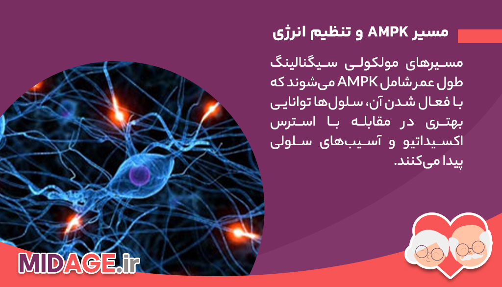 اهمیت مسیرهای مولکولی سیگنالینگ طول عمر