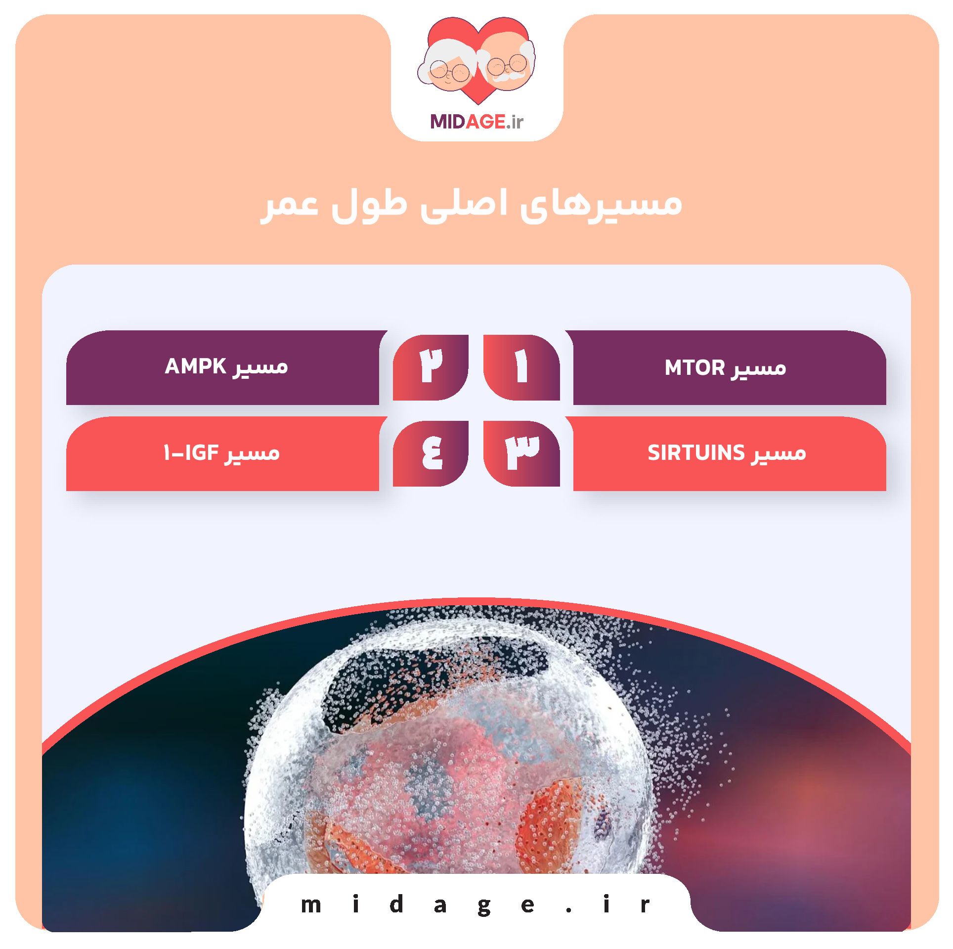 مسیرهای اصلی طول عمر