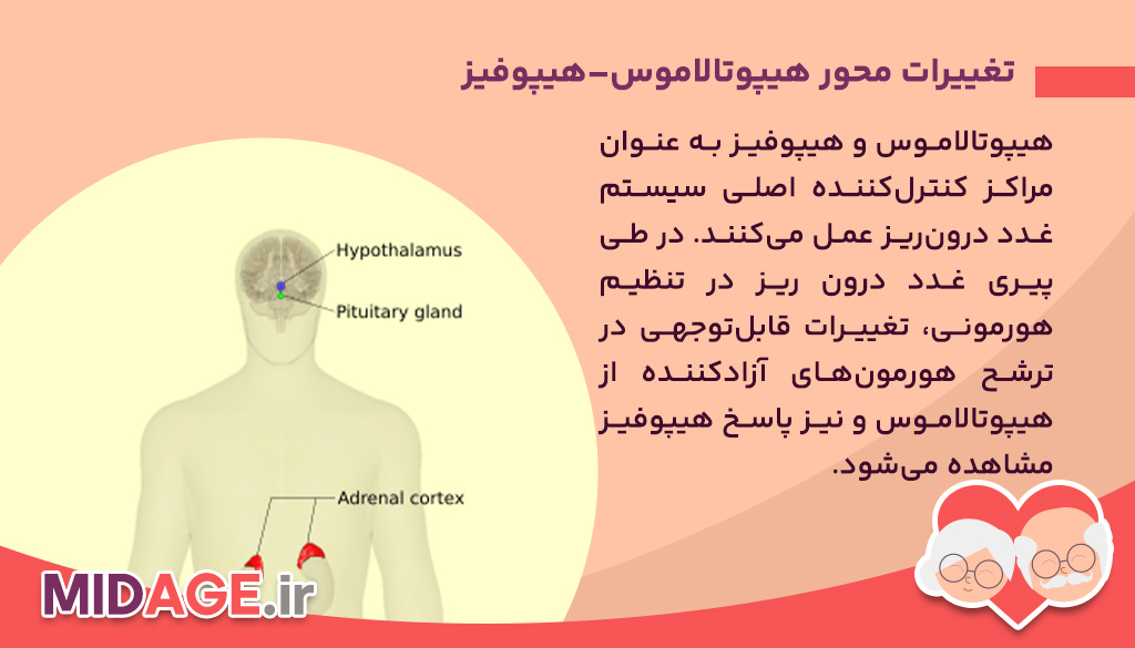 پیری غدد درون ریز در تنظیم هورمونی تغییرات محور هیپوتالاموس–هیپوفیز
