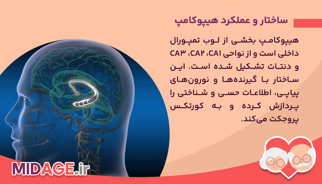 مکانیسم آتروفی هیپوکامپ