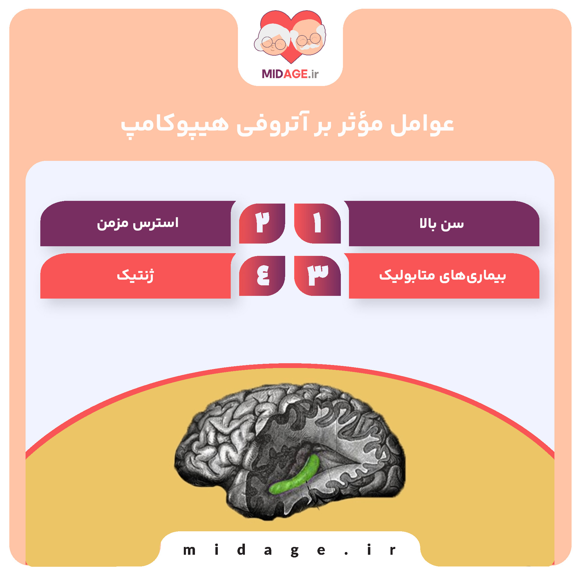 عوامل مؤثر بر آتروفی هیپوکامپ