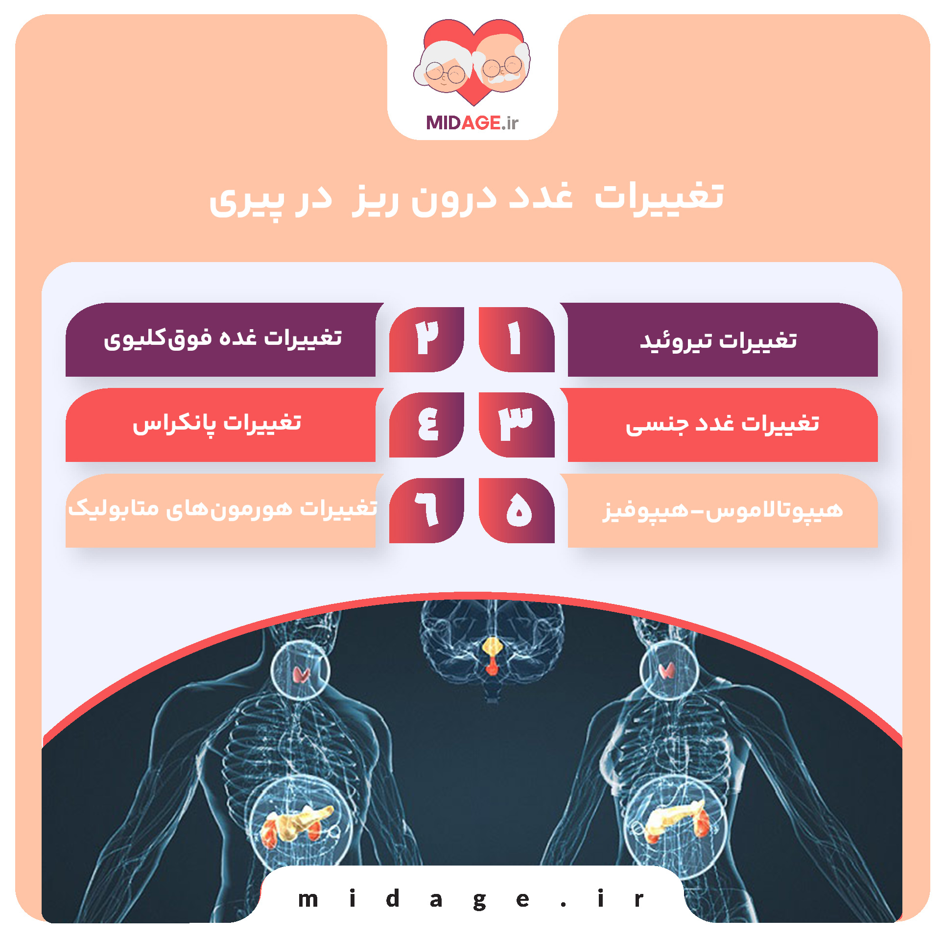 پیری غدد درون ریز در تنظیم هورمونی غدد درون ریز