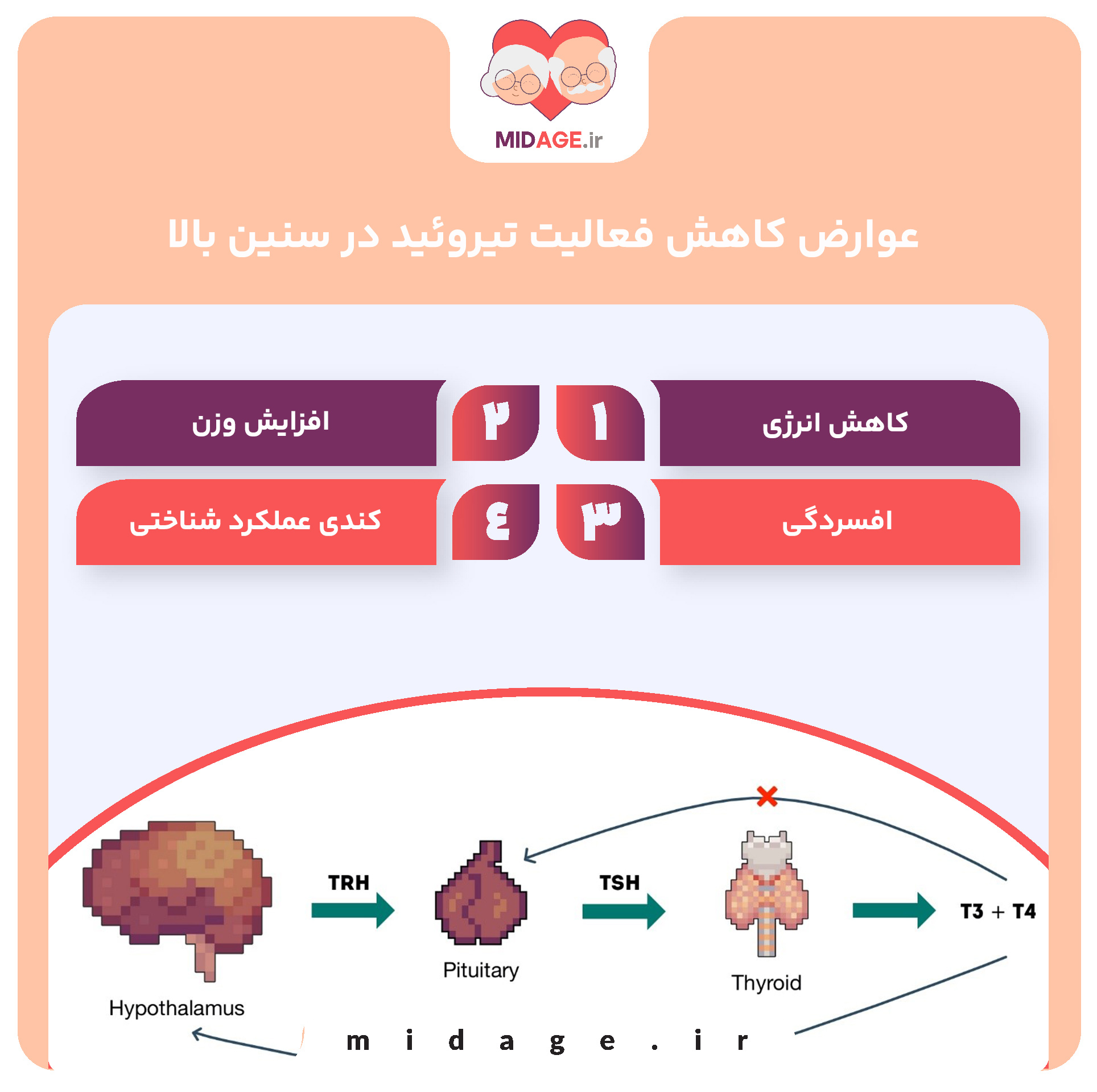 تنظیم نورواندوکرین فرآیند پیری محور هیپوتالاموس-هیپوفیز-تیروئید